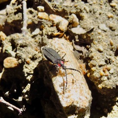 Pyractonema