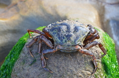 Carcinus maenas