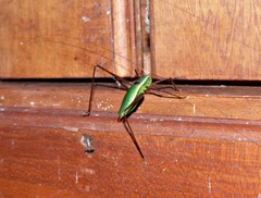Xenicola
