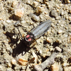 Pyractonema