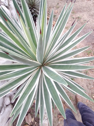 Agave angustifolia image