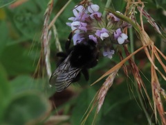 Bombus terrestris canariensis