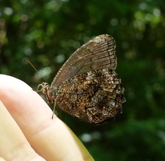 Praepedaliodes phanias