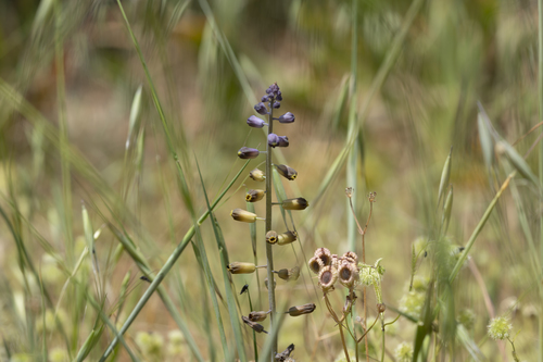 Image of Muscari weissii by (c) Eleftherios Katsillis, some rights reserved (CC BY)