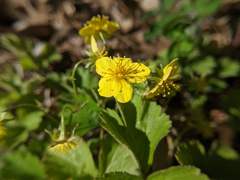 Waldsteinia
