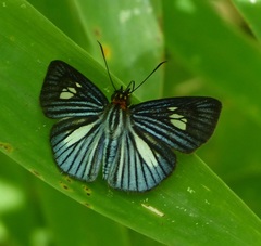 Pythonides lancea