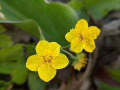 Waldsteinia