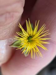 Waldsteinia