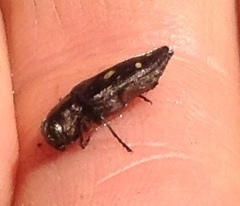 Melanophila consputa