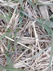 Habronattus coecatus