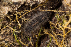 Acronicta auricoma