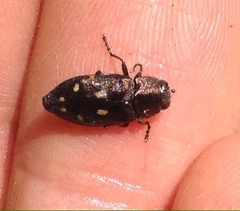 Melanophila consputa