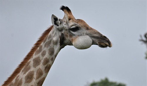 Southern Giraffe, Chobe, BW-CH-CH, BW, photo 7 of 10