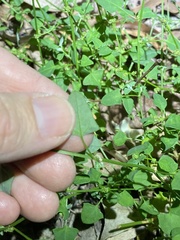 Chenopodium trigonon stellulatum