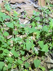 Chenopodium trigonon stellulatum