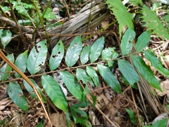 Casearia arborea