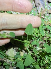 Chenopodium trigonon stellulatum