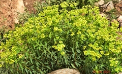 Euphorbia squamigera