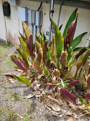 Pleiostachya pruinosa