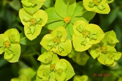 Euphorbia squamigera