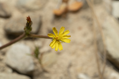Crepis zacintha