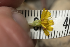 Crepis zacintha