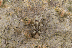 Phytocoris longipennis