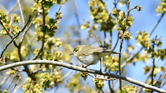 Phylloscopus trochilus