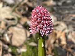 Helonias bullata