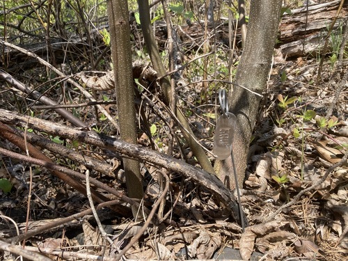 Image of Alabama Chinquapin (Castanea alabamensis) by (c) Hill Craddock, some rights reserved (CC BY)