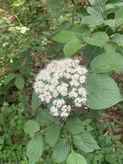 Viburnum scabrellum