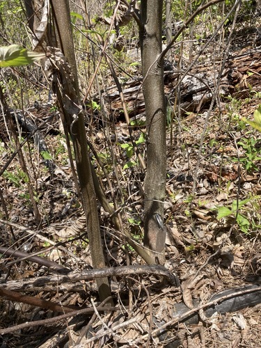 Image of Alabama Chinquapin (Castanea alabamensis) by (c) Hill Craddock, some rights reserved (CC BY)