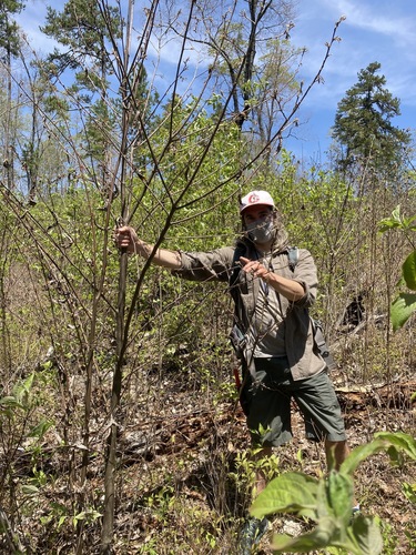 Image of Castanea alabamensis by (c) Hill Craddock, some rights reserved (CC BY)