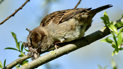 Passer domesticus