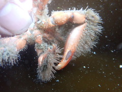 Hapalogaster mertensii