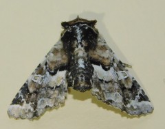 Eutelia amatrix