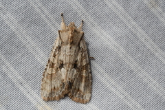 Lithophane disposita