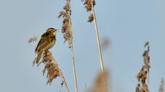Acrocephalus schoenobaenus