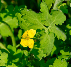 Chelidonium majus