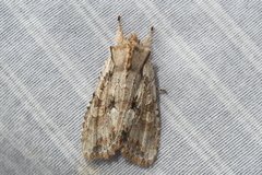 Lithophane disposita