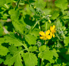 Chelidonium majus