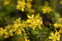 Hypericum empetrifolium