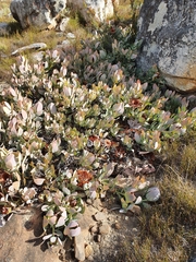 Protea recondita