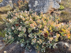 Protea recondita