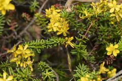Hypericum empetrifolium