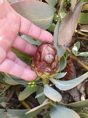 Protea recondita