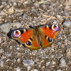 Aglais io