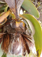 Protea recondita