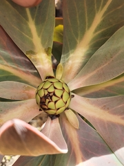 Protea recondita