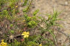 Hypericum empetrifolium